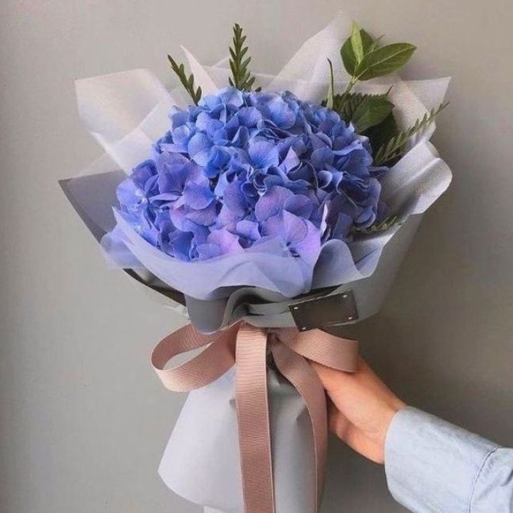 Гортензия голубая в Орле