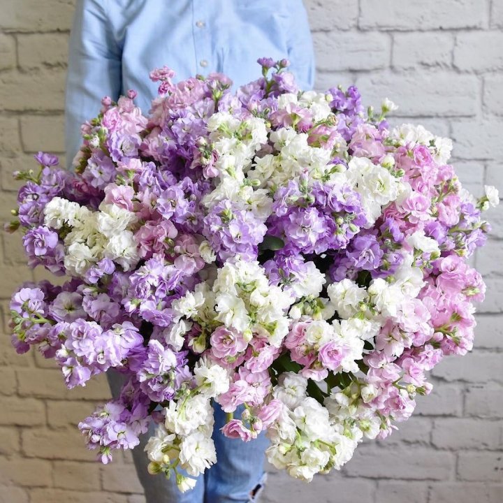 Облако маттиол в Орле