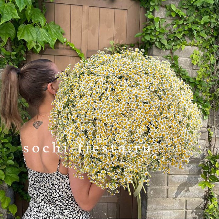 101 ромашка в Орле