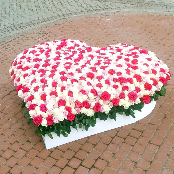 555 роза  в Орле