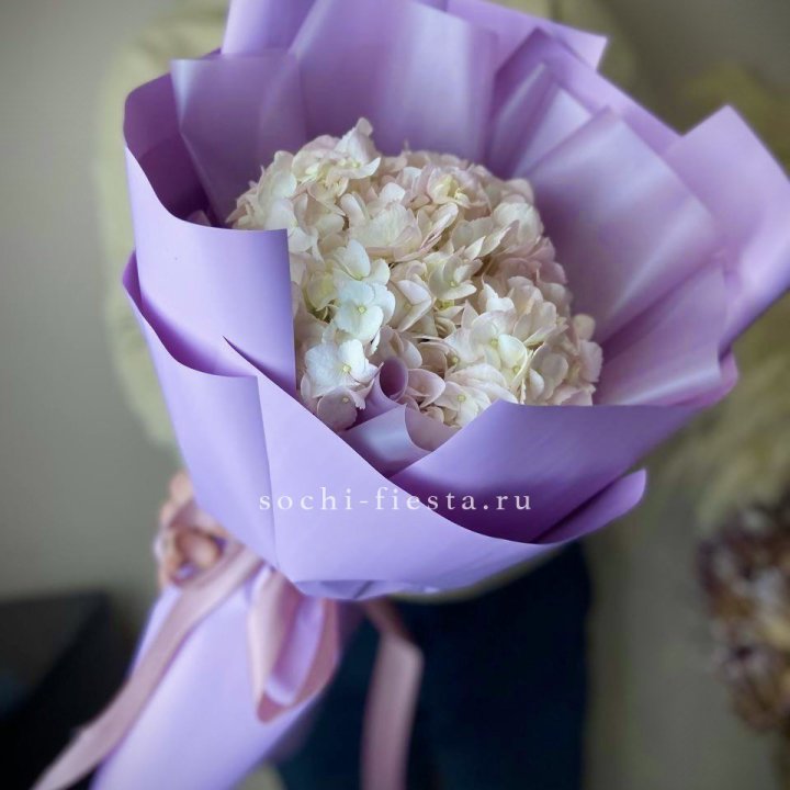 Гортензия розовая в Орле