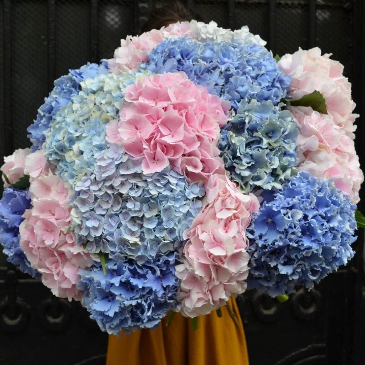 Букет гортензий "Фонтан" в Орле