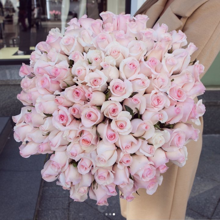 Розы "Пинк бум" в Орле