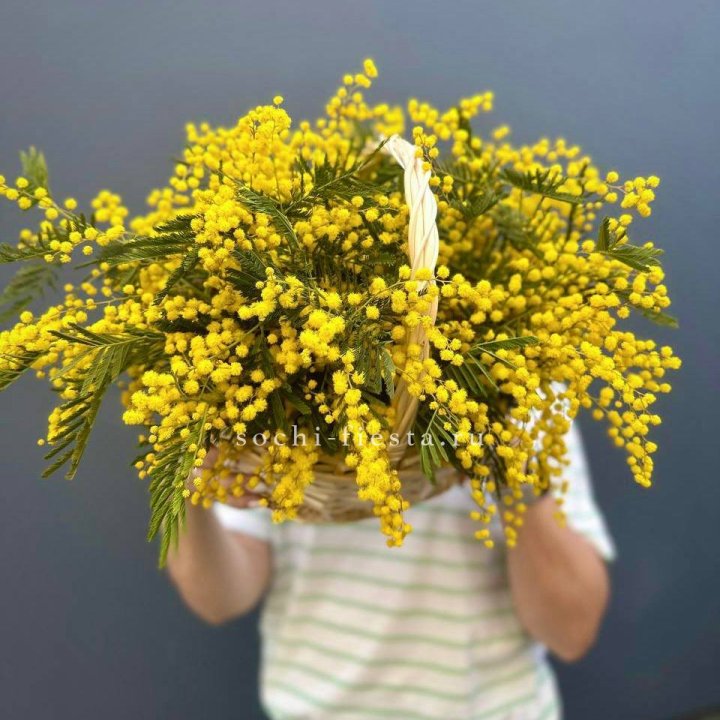 Весенняя корзина мимозы в Орле