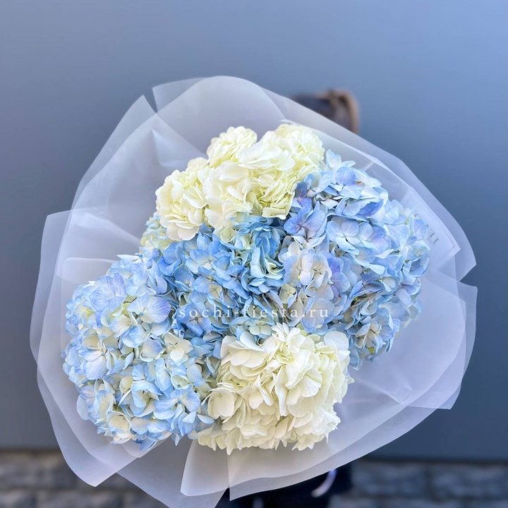 5 бело-голубых гортензий в Орле