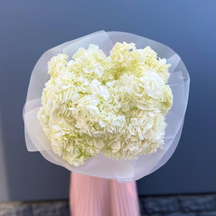 7 белых гортензий в Орле