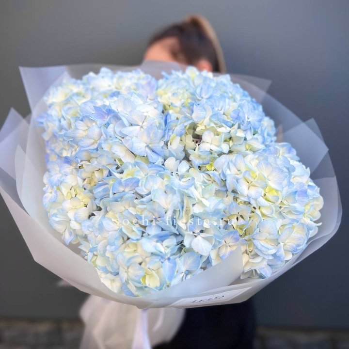 5 голубых гортензий в Орле