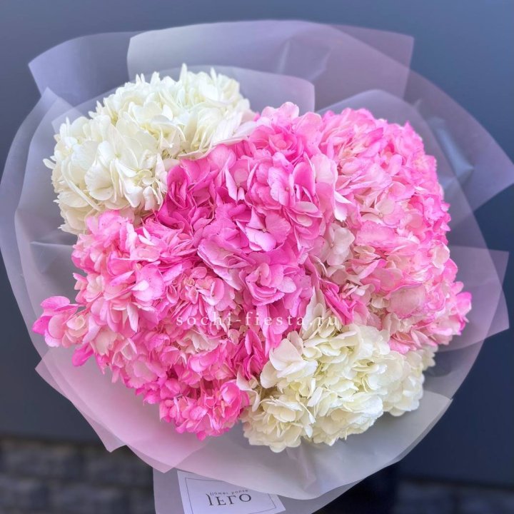 5 бело-розовых гортензий в Орле