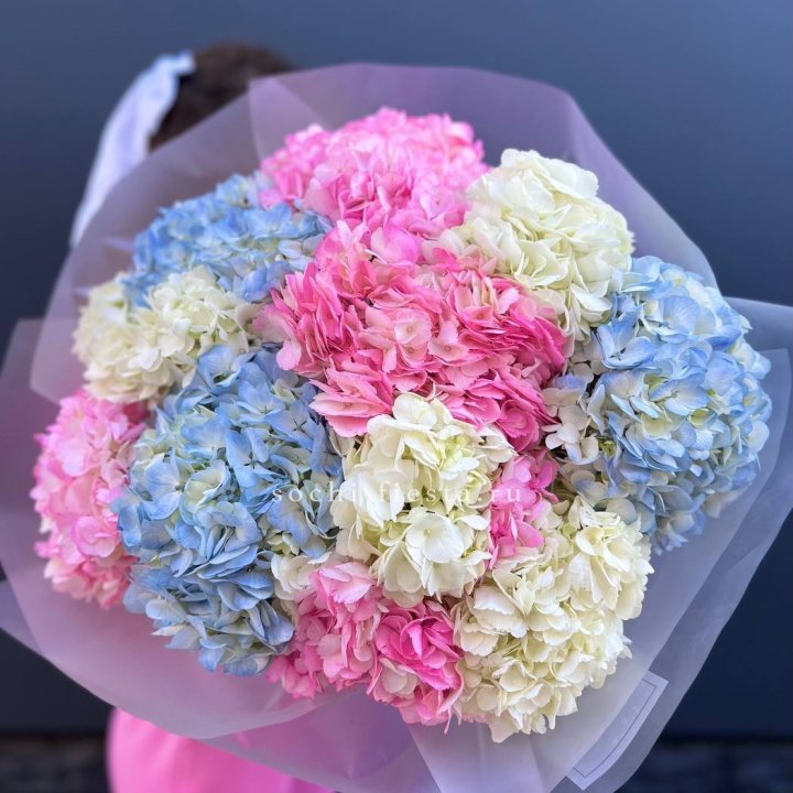 11 гортензий микс в Орле
