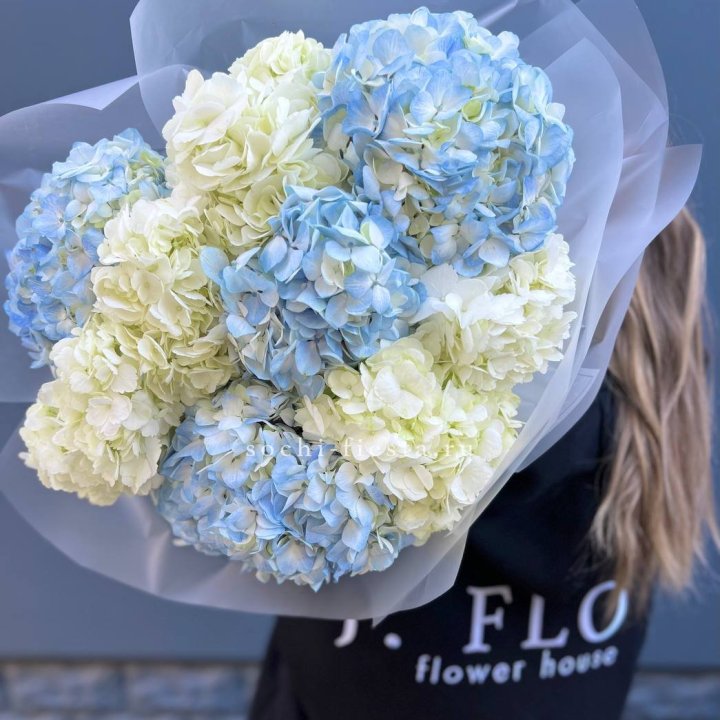 9 бело-голубых гортензий в Орле