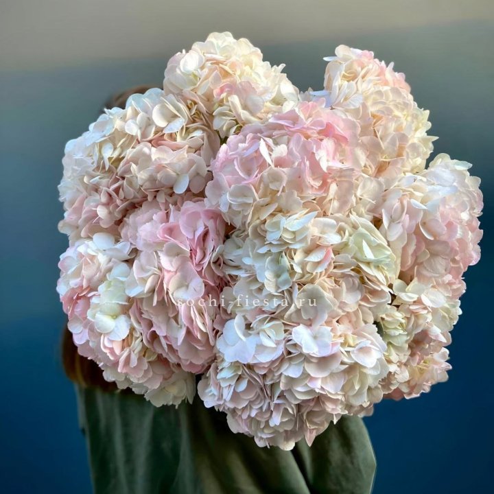 Охапка розовой гортензии в Орле