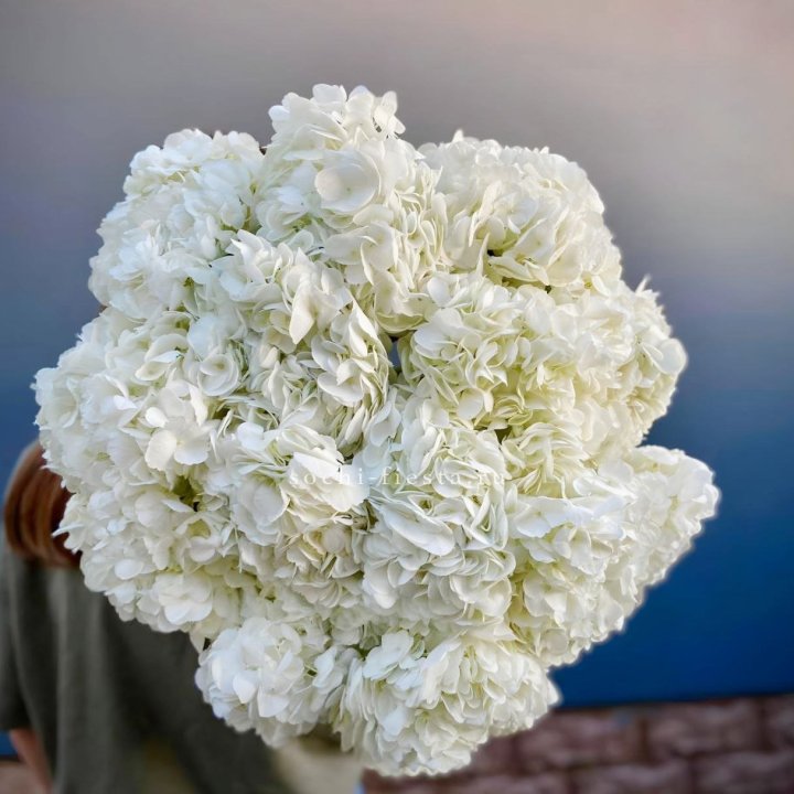 Охапка белой гортензии в Орле
