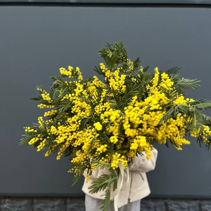 Охопка мимозы в Орле