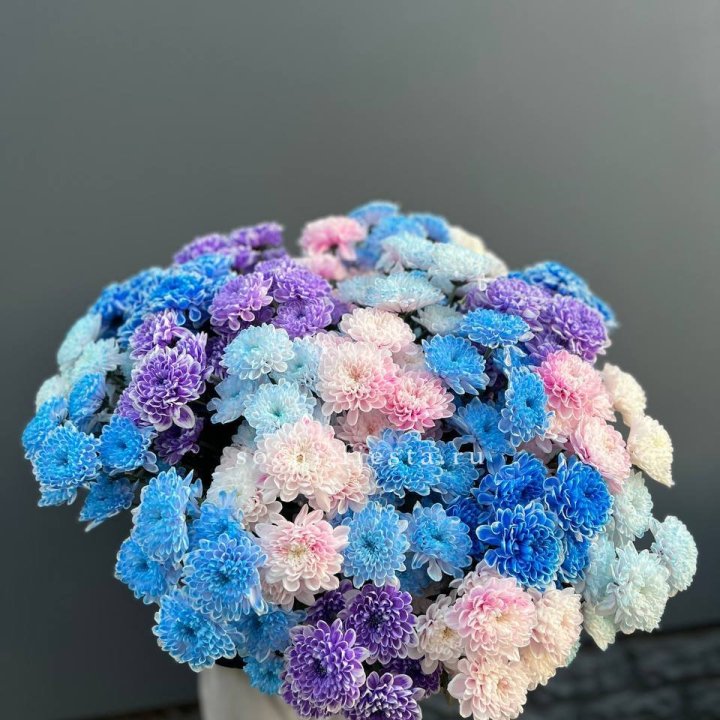 25 цветных хризантем в Орле