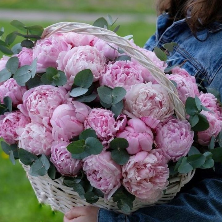 51 пион в корзине в Орле