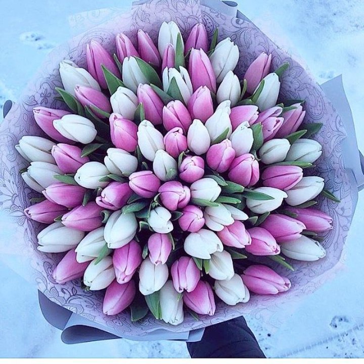 101 тюльпан "Лолипоп" в Орле